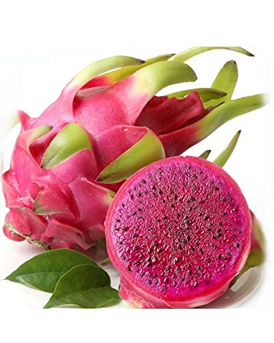 Drachenfrucht rot Drachenfrucht rot von Generisch
