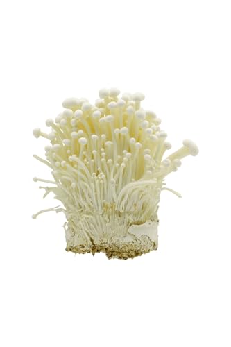 Enoki Pilze weiss Enoki Pilze weiss von Generisch
