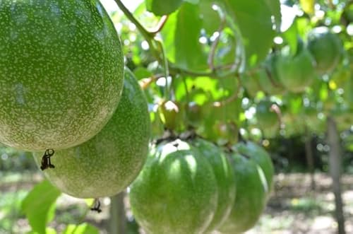 Frische Maracuja Frische Maracuja von Generisch