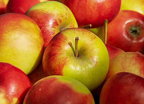 Ganio Frische Äpfel Braeburn Elstar 3 kg aus Deutschland | Obst Frisch, saftig & knackig | Süße rote Äpfel | Lieferung plastikfrei, schnell & schonend aus Ostfriesland von Generisch