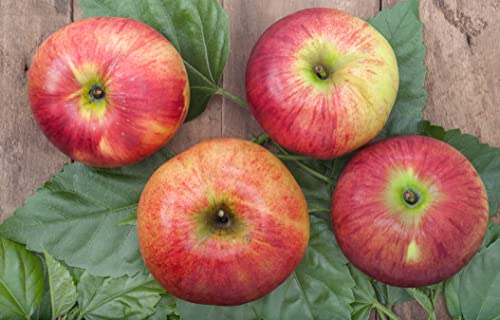 Idared, Äpfel 5kg, Speiseapfel, Tafelapfel, direkt vom Hofladen, aus Österreich, Steiermark, frische Äpfel von Generisch