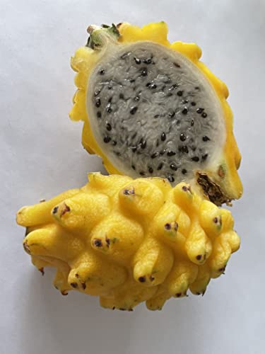 Drachenfrucht gelb Drachenfrucht gelb von Generisch