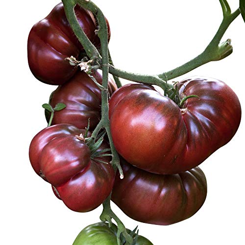 Tomate Black Krim 100 Samen Tomate Black Krim 100 Samen von Generisch