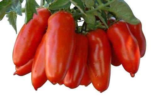 Tomate San Marzano Scatolone 10 Samen Tomate San Marzano Scatolone 10 Samen von Generisch