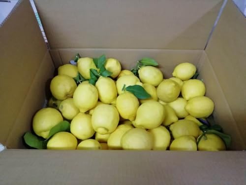 Unbehandelte und garantierte Zitronen – 18 kg – Gemischtes Kaliber – Digitaler Garten – hergestellt in Kalabrien – Italien Unbehandelte und garantierte Zitronen – 18 kg – Gemischtes Kaliber – Digitaler Garten – hergestellt in Kalabrien – Italien von Generisch