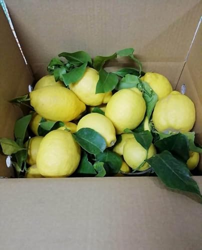 Unbehandelte und garantierte Zitronen – 9 kg – Gemischtes Kaliber – Digitaler Garten – hergestellt in Kalabrien – Italien Unbehandelte und garantierte Zitronen – 9 kg – Gemischtes Kaliber – Digitaler Garten – hergestellt in Kalabrien – Italien von Generisch