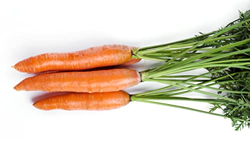 frische Karotten, Möhren aus Österreich, 5kg, Speisekarotten, gelbe Rüben, knackig und saftig von Generisch
