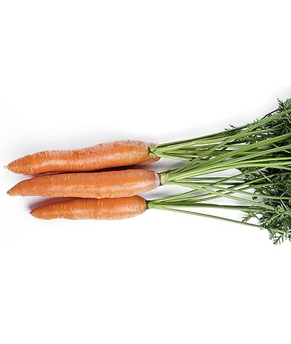 frische Karotten 3kg Möhren aus Österreich, Speisekarotten, gelbe Rüben, knackig und saftig von Generisch