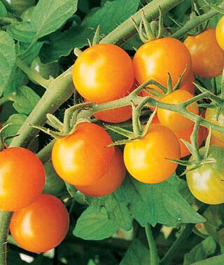 Genipap 10 Sungold Tomatengemüsesamen Genipap 10 Sungold Tomatengemüsesamen von Genipap