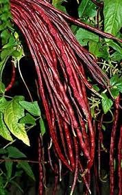Genipap 100 Pole Bean Gemüsesamen Genipap 100 Pole Bean Gemüsesamen von Genipap