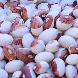 Genipap 20 Hidatsa Shield Bean Gemüsesamen Genipap 20 Hidatsa Shield Bean Gemüsesamen von Genipap