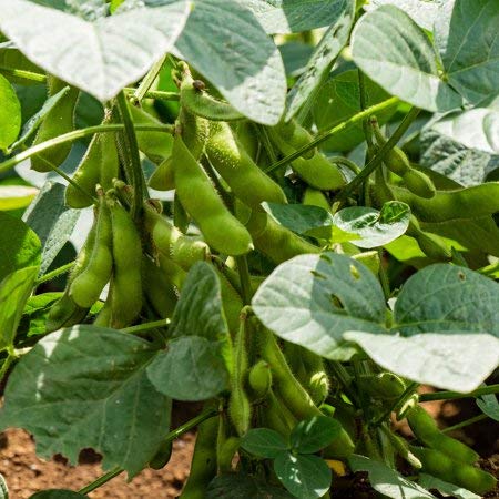 Genipap 25 Edamame Essbare Sojabohnen Gemüsesamen Genipap 25 Edamame Essbare Sojabohnen Gemüsesamen von Genipap