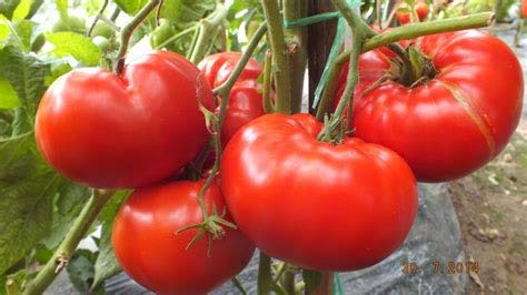Genipap 25 Gemüsesamen mit roten Tomaten Genipap 25 Gemüsesamen mit roten Tomaten von Genipap