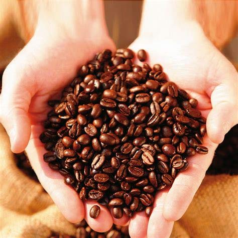 Genipap 35 Kaffeebohnen-Pflanzensamen Genipap 35 Kaffeebohnen-Pflanzensamen von Genipap