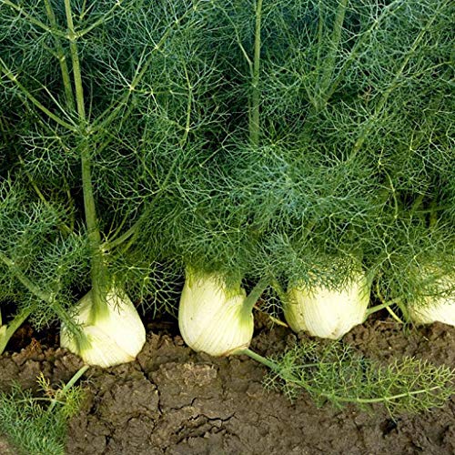 Genipap 35 Stück lila Aubergine lange Gemüsesamen Genipap 35 Stück lila Aubergine lange Gemüsesamen von Genipap