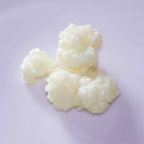 Milchkefir, Kefirknollen,Tibetanischer Pilz, Kefirpilz (25g) -Bio, Kefir von Goodrinks von Goodrinks