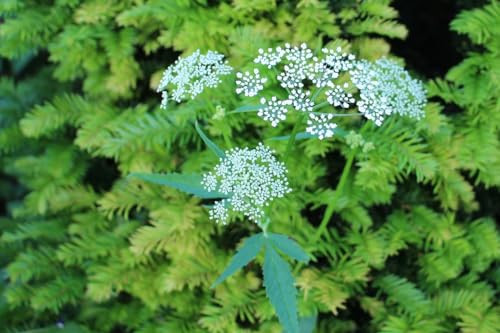 Carum carvi 'Arterner' - Echter Kümmel 200 Samen,herbe von Grow Your Secret Garden