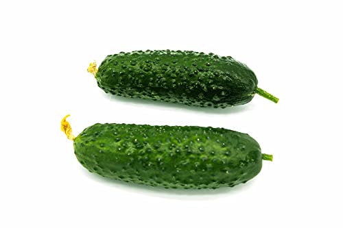 Gurke Cornischon 'Anulka' F1 20 Samen, Feldbeize gurke Gurke Cornischon 'Anulka' F1 20 Samen, Feldbeize gurke von Grow Your Secret Garden
