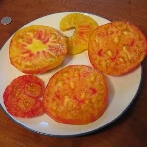 Tomate 'Flame' 20 Seeds, Fleischtomate, ertragreich und robust,300 g Früchte Tomate 'Flame' 20 Seeds, Fleischtomate, ertragreich und robust,300 g Früchte von Grow Your Secret Garden