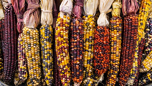 Ziermais 5 Samen, Zea Mays Indian Berries -Popcorn, Dekoration, helle Farben Ziermais 5 Samen, Zea Mays Indian Berries -Popcorn, Dekoration, helle Farben von Grow Your Secret Garden