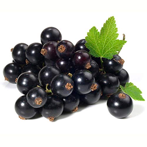 Lebensmittelaroma I Johannisbeer / Cassis I 10 ml - Made in Germany Lebensmittelaroma I Johannisbeer / Cassis I 10 ml - Made in Germany von HERRLAN PSM