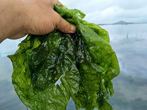 Dried Aonori, Dried Ulva, Baking Ingredient (1 bag (2.82OZ)) von Hello Seaweed