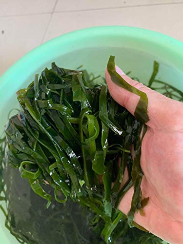 Getrockneter Kelp gekocht (1000 g/50 Stück) von Hello Seaweed