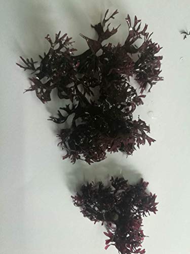 Rotalgen Algen für Salat 100g (8 Stück) von Hello Seaweed