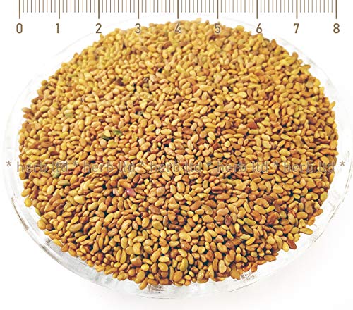 Alfalfasamen, Keimsprossen, Alfalfa Luzerne Keimsaat, Kräuter Samen von Herb Ltd