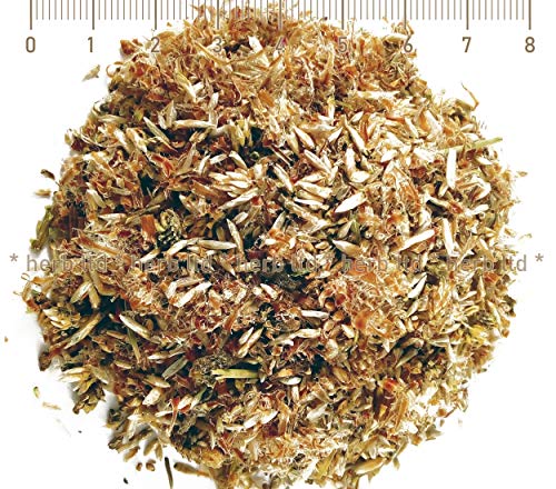 Astspitzen Der Kiefer, Pinus Sylvestris von Herb Ltd