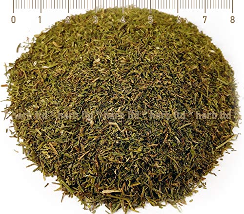 Dill Kräuter, Anethum Graveolens, Kräuter Blätter von Herb Ltd