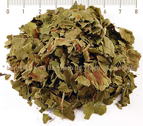 Hirschzungenfarn, Asplenium Scolopendrium, Kräuter Blätter von Herb Ltd