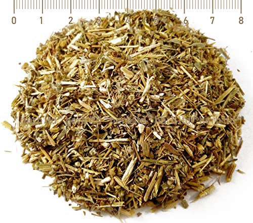 Wermut, Wermutkraut, Artemisia Absinthium, Kräuter Stängel von Herb Ltd