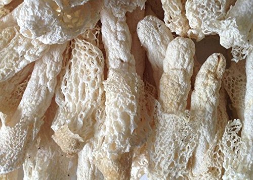 Bambus Pilz getrocknet 300 Gramm von Himalayas Mushroom & Truffles
