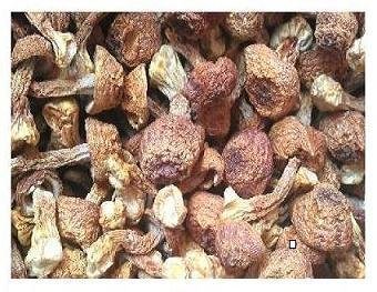 Getrocknete agaricus blazei Pilze 1500 Gramm von Himalayas Mushroom & Truffles