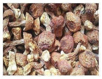 Getrocknete agaricus blazei Pilze 300 Gramm von Himalayas Mushroom & Truffles