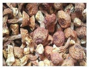 Getrocknete agaricus blazei Pilze 310 Gramm von Himalayas Mushroom & Truffles