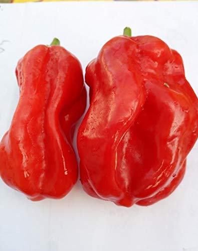 HABANERO Uganda RED (Uganda) 10 SAMEN chili spiccato würzig Afrikanische von Hotty Place