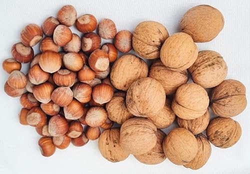IGART Haselnüsse + Walnüsse in der Schale | Edelsorte Milotai | Hohe Qualität | Schmackhaft Leicht zu Schälen | Hazelnuts | Walnuts | Eco-Qualität | Ernte 2024 | Nüsse Großpackung (2kg+2kg) von IGART