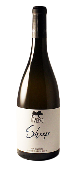 "Sheep" Coda di Pecora Terre del Volturno IGP 2022 "Sheep" Coda di Pecora Terre del Volturno IGP 2022 von Il Verro