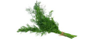 Dill (Bund) von Deutschland