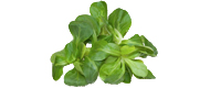 Feldsalat Feldsalat von Deutschland