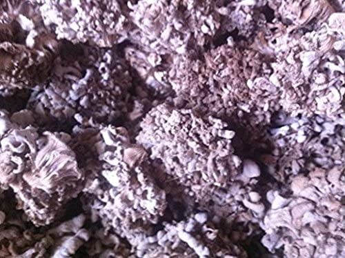 1 Pfund (454 Gramm) Split Gill Pilz Schizophyllumcommuneh getrockneter Premium Grade aus Yunnan China（中国云南） von JOHNLEEMUSHROOM RESELLER