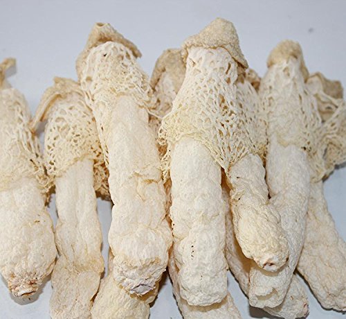 1 Pfund (454 Gramm) wilder Bambuspilz getrockneter Pilz aus Yunnan China von JOHNLEEMUSHROOM