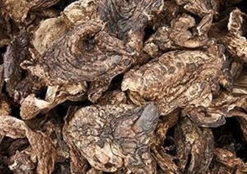 24 Unzen (680 gramm) Sarcodon Aspratus Getrocknete Pilz von Yunnan China 中国云南 von JOHNLEEMUSHROOM RESELLER