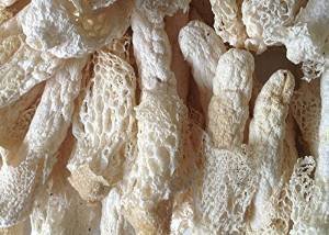 8 oz (227 gramm) Wild Bambus Pilze, getrocknete Pilz aus Yunnan China 中国云南 von JOHNLEEMUSHROOM RESELLER