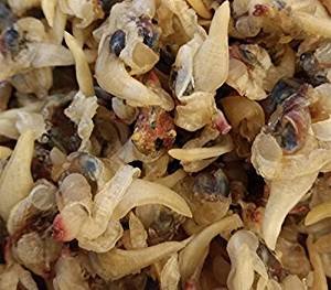 Getrocknete Meeresfrüchte Muscheln 10 Unzen (284 Gramm) aus Südchinesisches Meer Nanhai von JOHNLEEMUSHROOM RESELLER