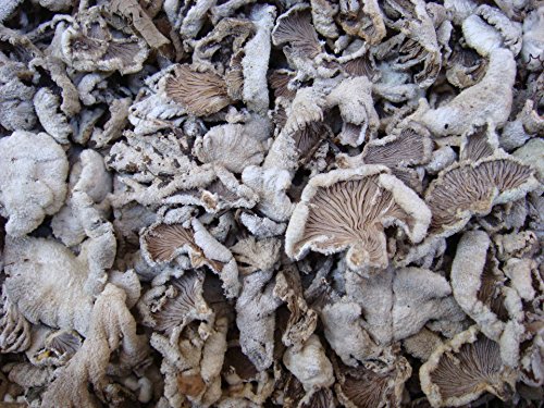 1 Pfund (454 Gramm) Split Gill Pilz Schizophyllumcommuneh getrocknete Premium Grade von Yunnan China von JOHNLEEMUSHROOM