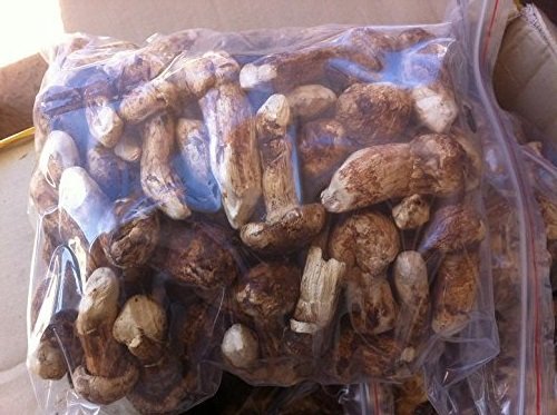 1 Pfund (454 Gramm) gefriergetrockneter Matsutake-ganzer Pilz-erstklassiger Grad von Yunnan China von JOHNLEEMUSHROOM
