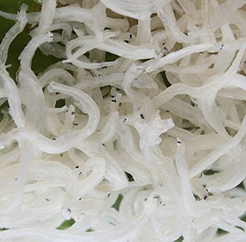 1 Pfund (454 Gramm) getrocknete Meeresfrüchte winzige Silberfisch aus China Sea von JOHNLEEMUSHROOM